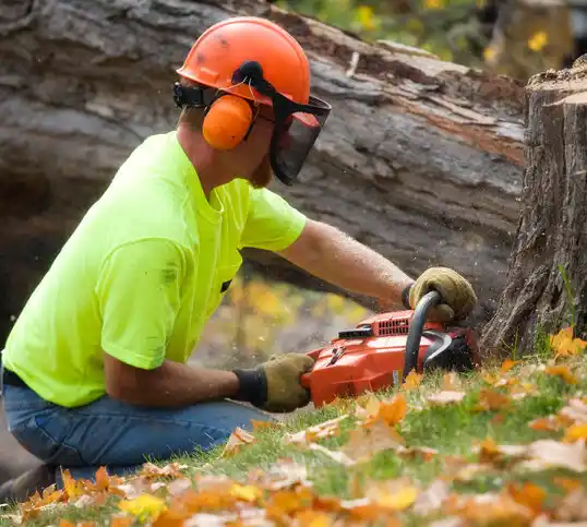 tree services Shannon